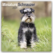 Miniature Schnauzer - Zwergschnauzer 2024