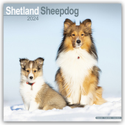 Shetland Sheepdog - Shelties 2024
