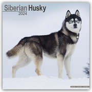 Siberian Husky - Sibirische Huskys 2024