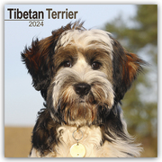Tibetan Terrier - Tibet Terrier 2024