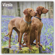 Vizsla - Ungarische Vorstehhunde 2024