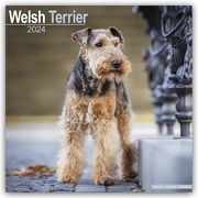 Welsh Terrier 2024