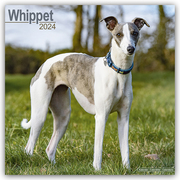Whippet - Kleine Englische Windhunde 2024 - 16-Monatskalender