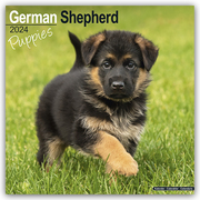 German Shepherd Puppies - Deutsche Schäferhund Welpen 2024
