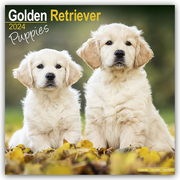 Golden Retriever Puppies - Golden Retriever-Welpen 2024