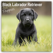 Black Labrador Retriever Puppies - Schwarze Labradorwelpen 2024