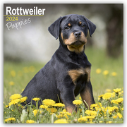 Rottweiler Puppies - Rottweiler Welpen 2024