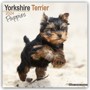 Yorkshire Terrier Puppies - Yorkshire Terrier Welpen 2024