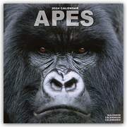 Apes - Affen 2024 - 16-Monatskalender