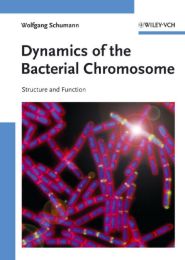 Dynamics of the Bacterial Chromosome