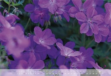 Blütenträume/Enchanting Flowers/Reves en fleur - Abbildung 10