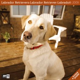 Labrador Retrievers/Labrador Retriever/Labradori
