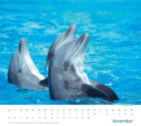 Delfine - Abbildung 11