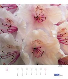 Blumenmeer und Blütenduft - Abbildung 6