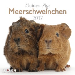 Meerschweinchen/Guinea Pigs 2017