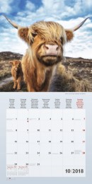 Kühe/Cows 2018 - Abbildung 10
