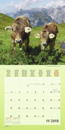Kühe/Cows 2018 - Abbildung 11