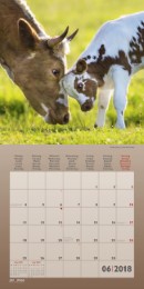 Kühe/Cows 2018 - Abbildung 6