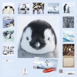 Pinguine/Penguins 2018 - Illustrationen 14