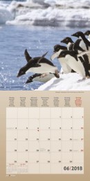 Pinguine/Penguins 2018 - Abbildung 6