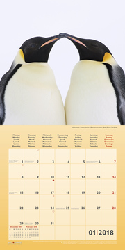 Pinguine/Penguins 2018 - Abbildung 1