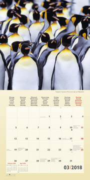 Pinguine/Penguins 2018 - Abbildung 3