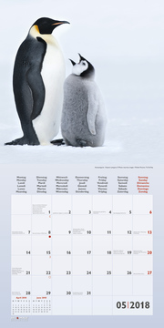 Pinguine/Penguins 2018 - Illustrationen 5