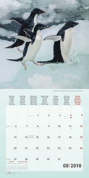Pinguine/Penguins 2018 - Abbildung 8