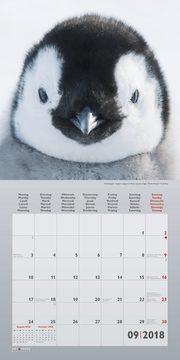 Pinguine/Penguins 2018 - Abbildung 9