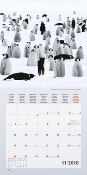 Pinguine/Penguins 2018 - Illustrationen 11