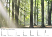 Malerische Wälder 2024 - Abbildung 1