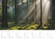 Malerische Wälder 2024 - Abbildung 2