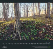 GEO Kalender: Sehnsucht Wald 2024 - Abbildung 3