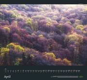 GEO Kalender: Sehnsucht Wald 2024 - Abbildung 4