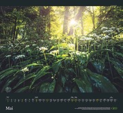 GEO Kalender: Sehnsucht Wald 2024 - Abbildung 5
