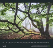 GEO Kalender: Sehnsucht Wald 2024 - Abbildung 6