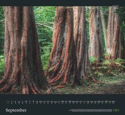 GEO Kalender: Sehnsucht Wald 2024 - Abbildung 9