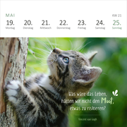 Mini-Wochenkalender Katzenweisheiten 2025 - Abbildung 4