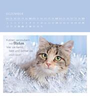 Wandkalender Katzenweisheiten 2025 - Illustrationen 4