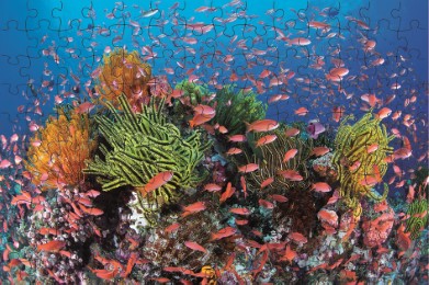 Puzzle Abenteuer Wunderwelt Korallenriff - Abbildung 2