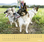Wandkalender 2025: Für Hundefreunde - Illustrationen 5