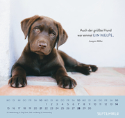 Wandkalender 2025: Für Hundefreunde - Illustrationen 10