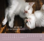 Wandkalender 2025: Für Katzenfreunde - Abbildung 2