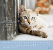 Wandkalender 2025: Für Katzenfreunde - Abbildung 3
