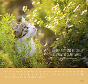Wandkalender 2025: Für Katzenfreunde - Abbildung 7