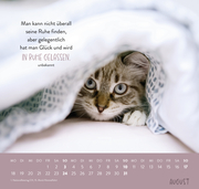 Wandkalender 2025: Für Katzenfreunde - Abbildung 8