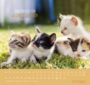 Wandkalender 2025: Für Katzenfreunde - Abbildung 9