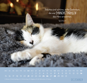 Wandkalender 2025: Für Katzenfreunde - Abbildung 12