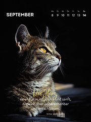 Wochenkalender 2025: Goldene Katzenweisheiten für jeden Tag - Abbildung 4