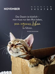 Wochenkalender 2025: Goldene Katzenweisheiten für jeden Tag - Abbildung 5